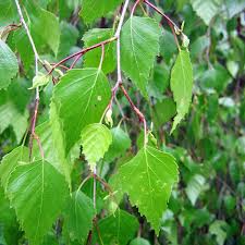 Betula pendula detail