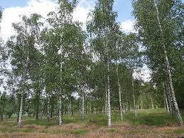 betula pendula overzicht