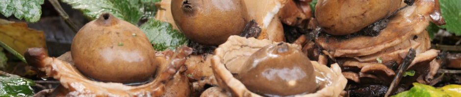 Stichting Natuur & Landschap Zwijndrechtse Waard