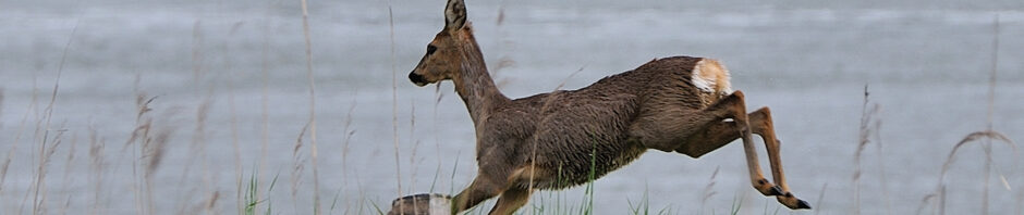 Stichting Natuur & Landschap Zwijndrechtse Waard