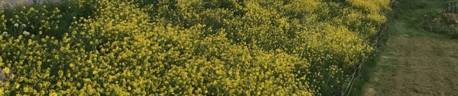 Stichting Natuur & Landschap Zwijndrechtse Waard