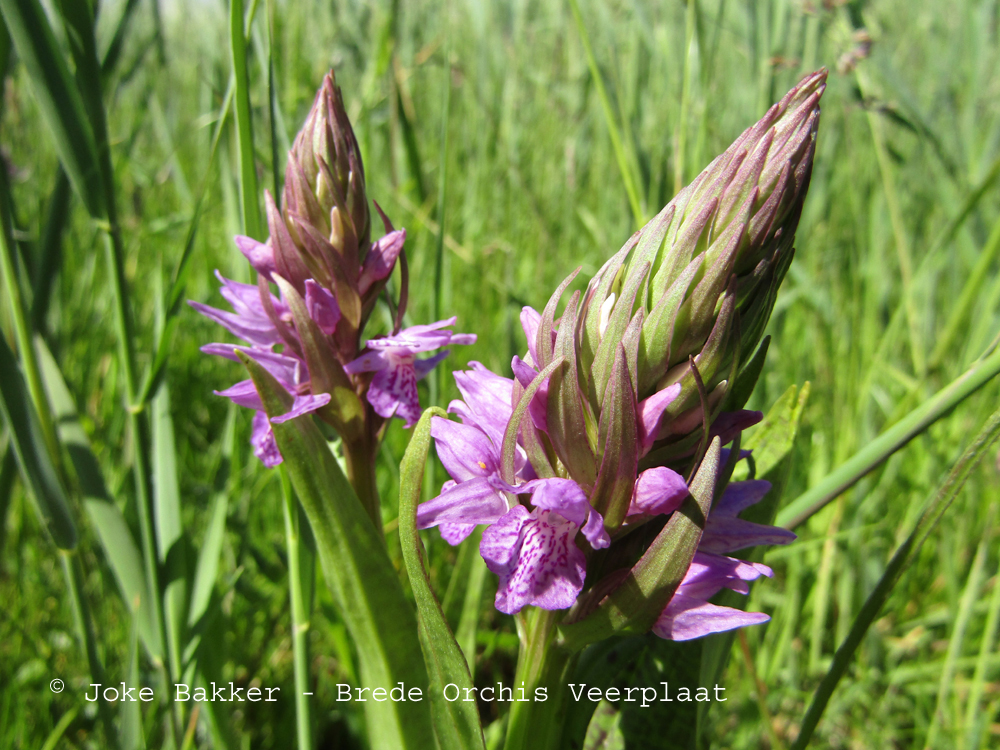 Brede Orchis Veerplaat1 verkleind