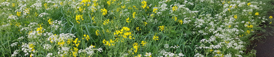 Stichting Natuur & Landschap Zwijndrechtse Waard