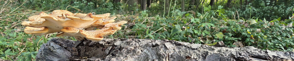 Stichting Natuur & Landschap Zwijndrechtse Waard